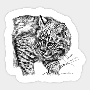 Curious Bobcat Portrait Black and White Sticker